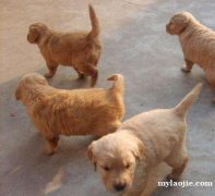 昆明五华区附近卖狗的地方在哪里狗场常年卖纯种金毛